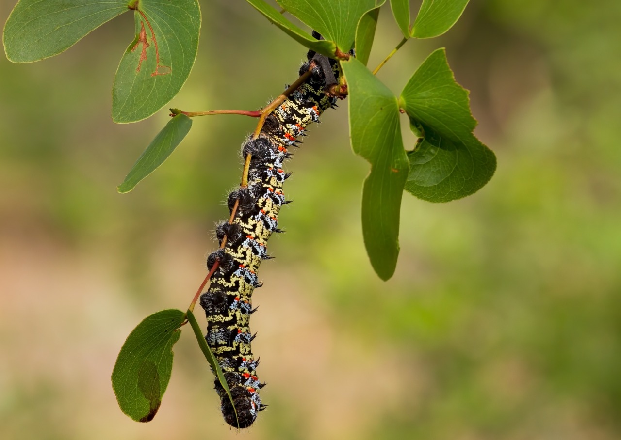 Mopane worm