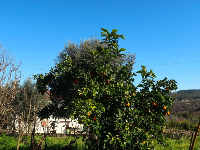 Moradia T3 em São Martinho da Cortiça