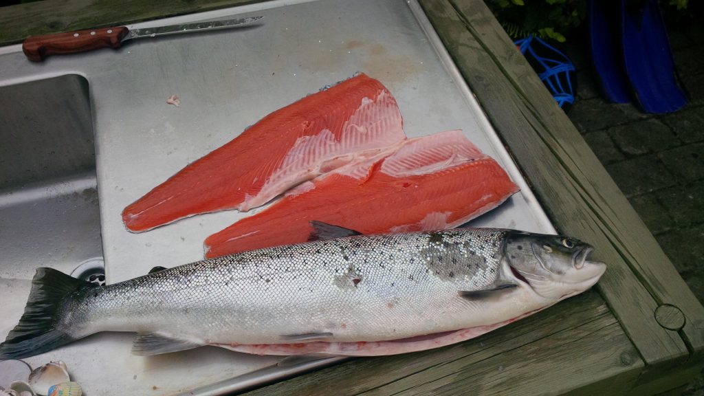 Sommer-havørred i ovn med citron, dild og kapers – catchncook