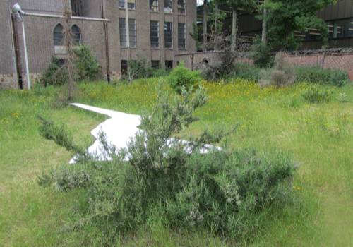 Cathérine Claeyé In Situ Among Fir and Rosemary