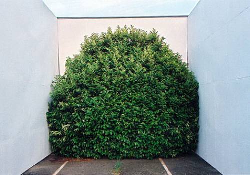 Cathérine Claeyé In Situ Bush