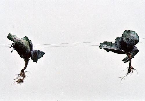 Cathérine Claeyé In Situ Cabbages for Kiddy