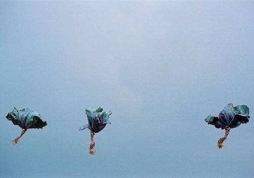 Cathérine Claeyé In Situ Cabbages for Kiddy