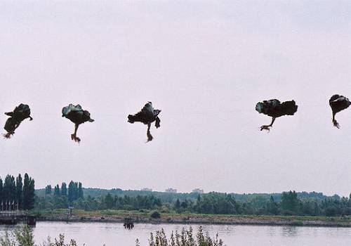 Cathérine Claeyé In Situ Cabbages for Kiddy