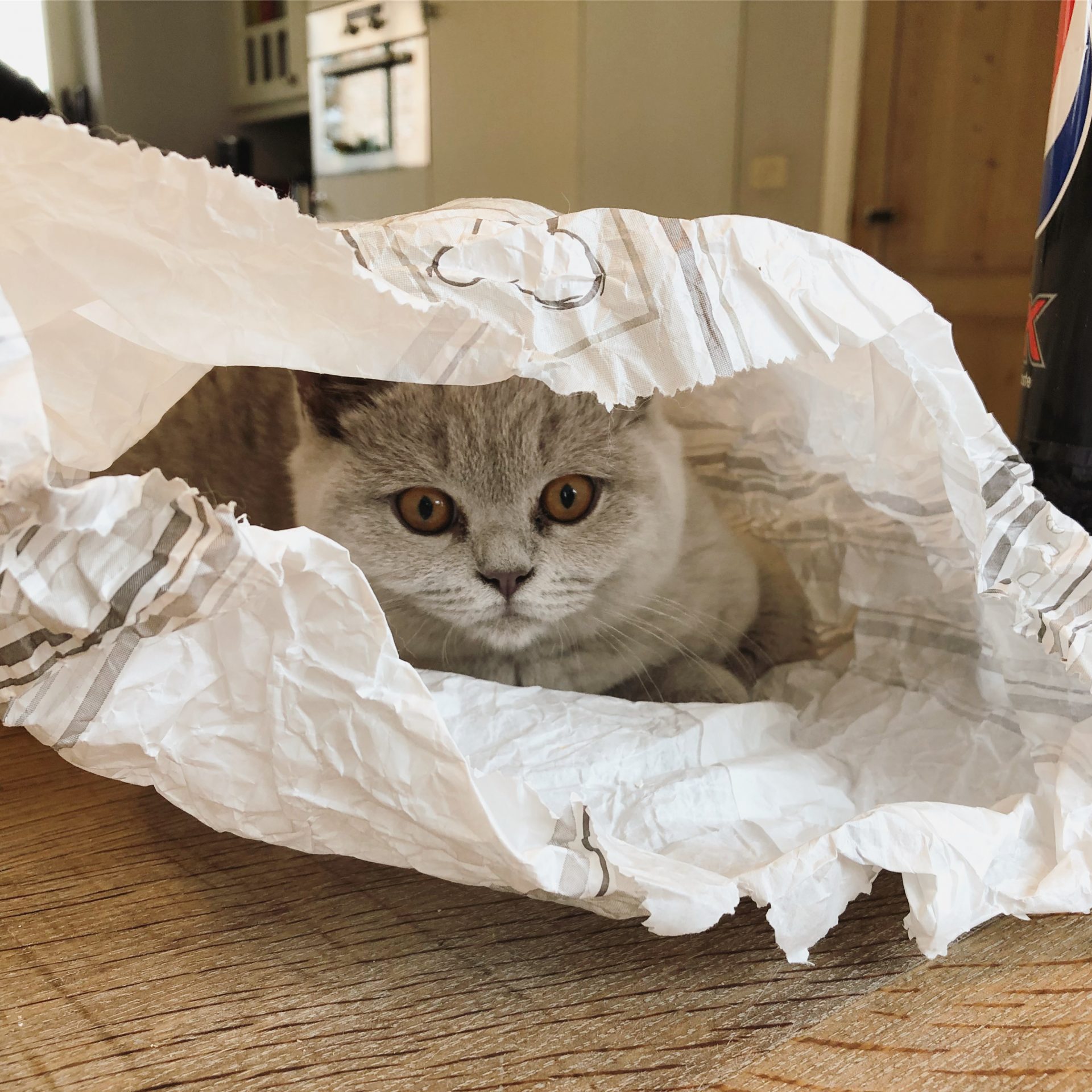 Hoe vaak moet ik mijn kitten voeren op een dag? - Cattery Klein Veerle