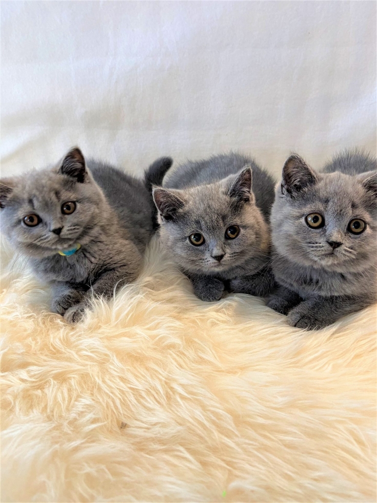 Een kitten kopen - Cattery Klein Veerle
