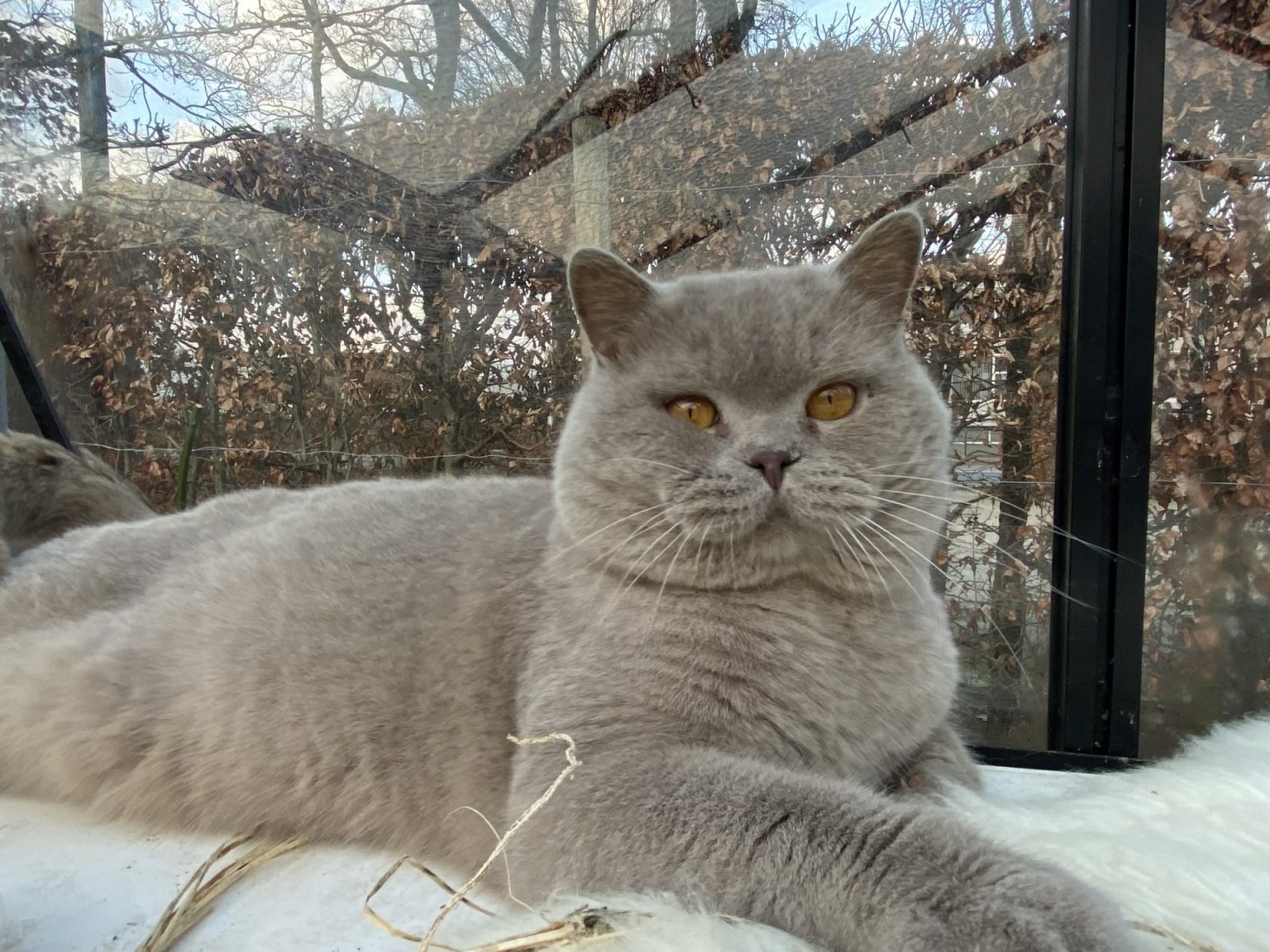 Springveer Katten Onze katers (dekkater Brits Korthaar) - Cattery Klein Veerle