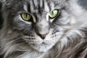 Maine Coon