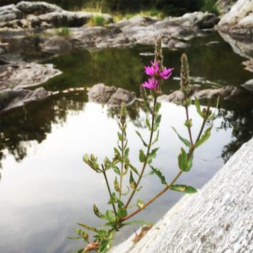 Picture of the river Sûre in Chambonas