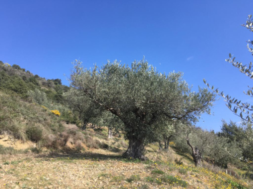 Picture of a olive tree in Les Assions