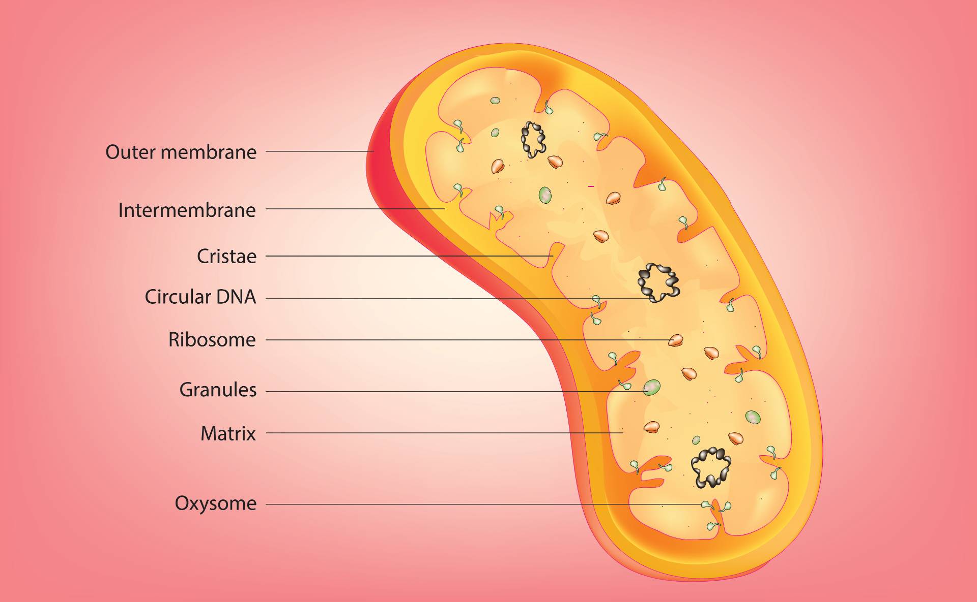 Mitokondrie