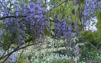 L’Expo! Portes ouvertes Willow Land Art