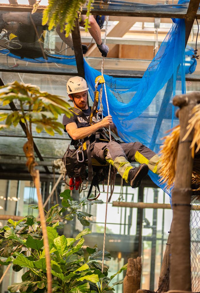 Höghöjdsstädning i Regnskogen på Universeum