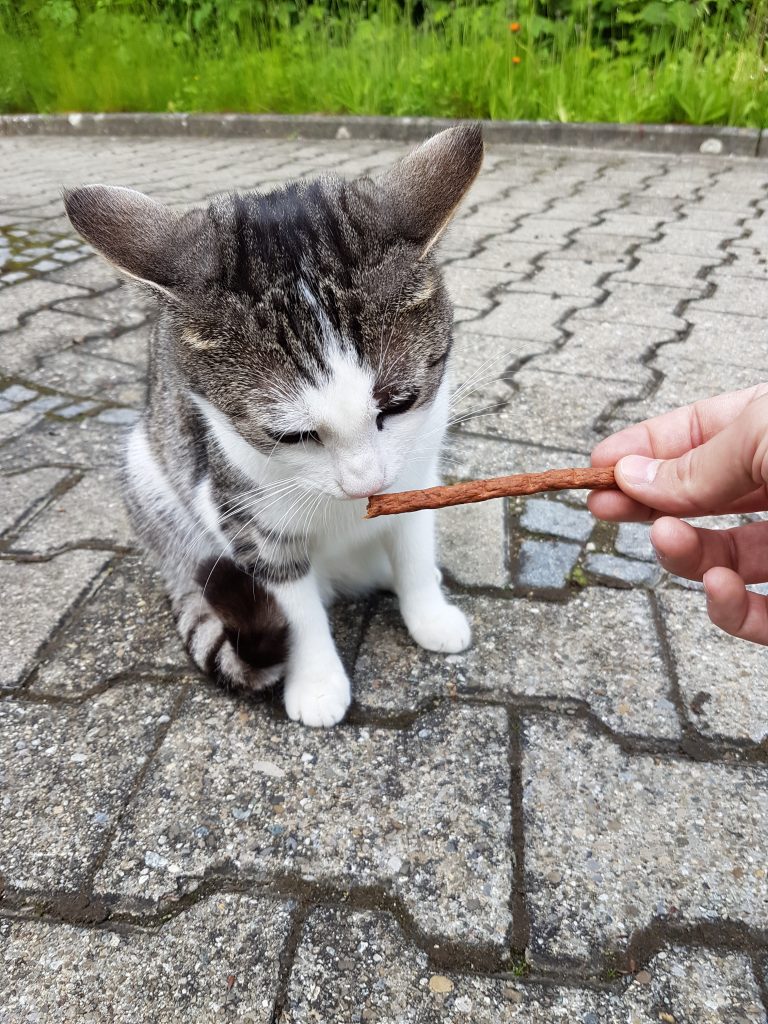 Unsere Katze Brahms