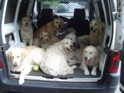 honden in auto