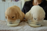 pups eten pap