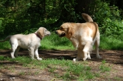 Elvis-playing-with-Maggie-summer-2012