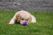 pup in de tuin