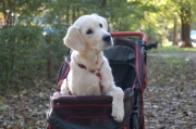 pup in buggy