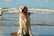 Elvis-at-the-beach