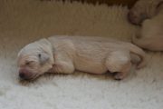 Pups 5 dagen oud...