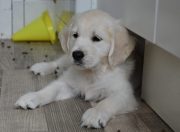 Pup bijna 9 weken