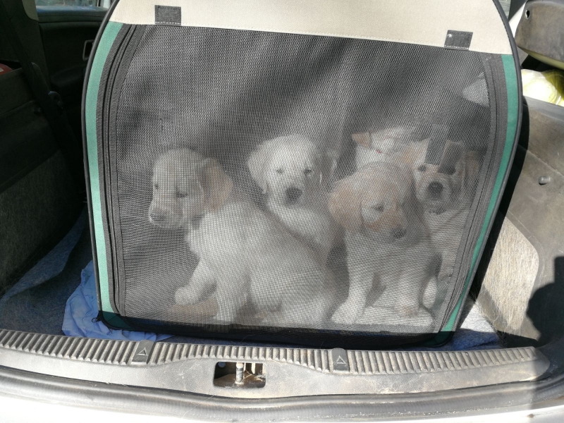 pups-in-auto