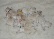 Pups 1 dag oud