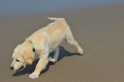 Jolene onderzoekt het strand