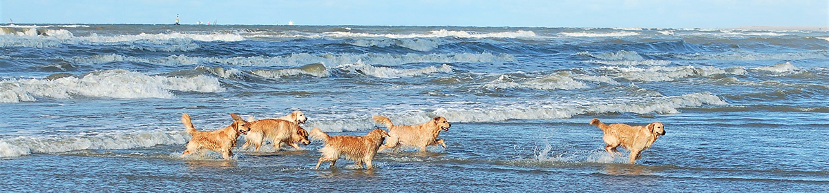 Golden Retriever Kennel Chairoezan's