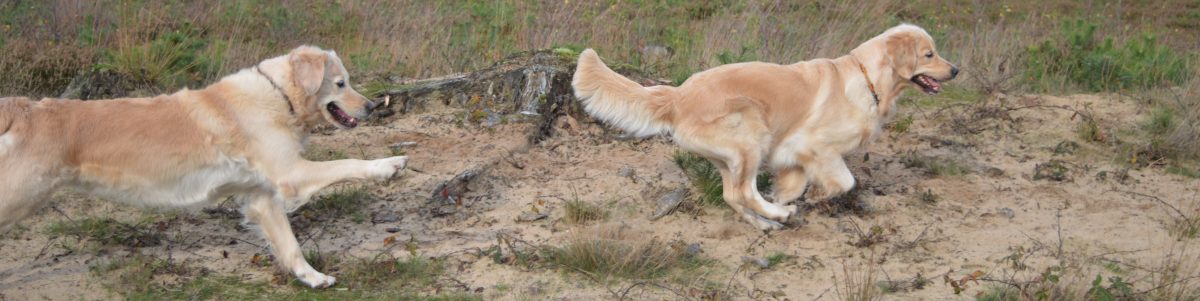 Golden Retriever Kennel Chairoezan's