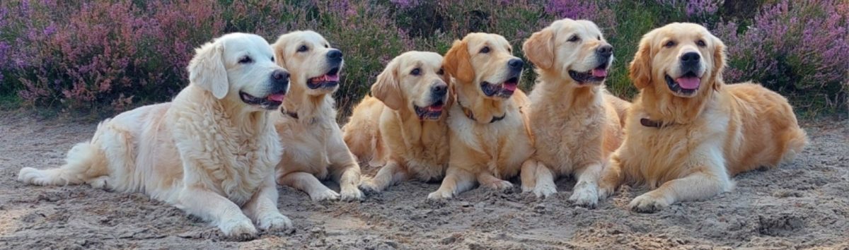 Golden Retriever Kennel Chairoezan's