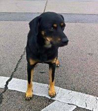 Roki