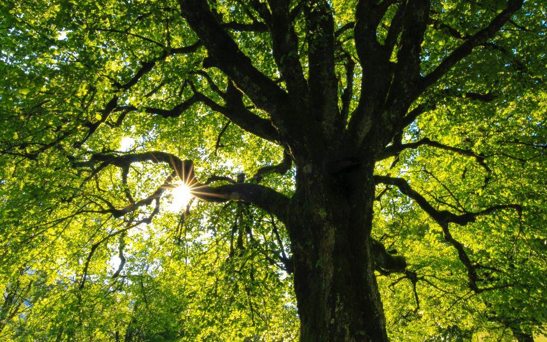 Et tænksomt øjeblik? Det gør mere for klimaet, end du tror