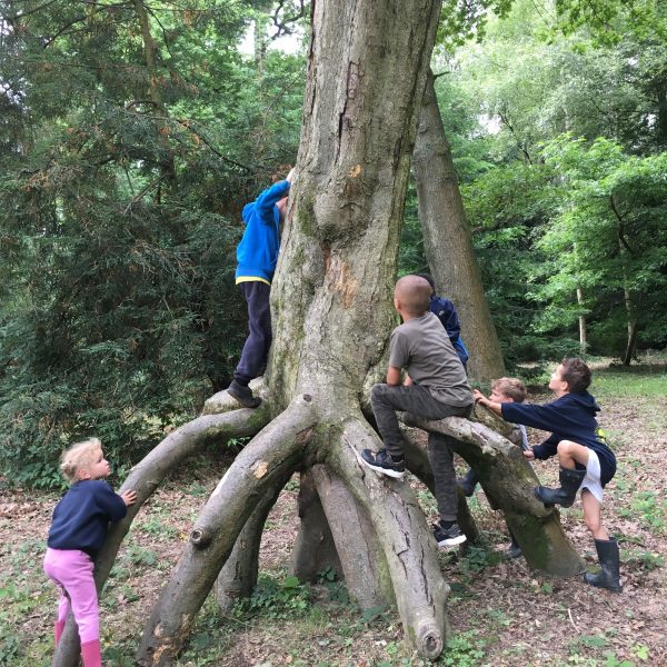 Children in tree