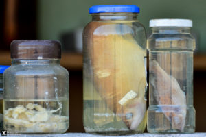 Laboratory of Hydrobiology