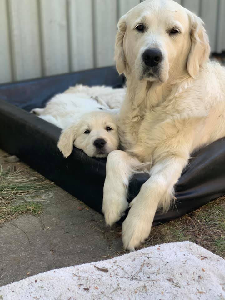 Hem - Chillas Golden - Uppfödning av Golden Retriever