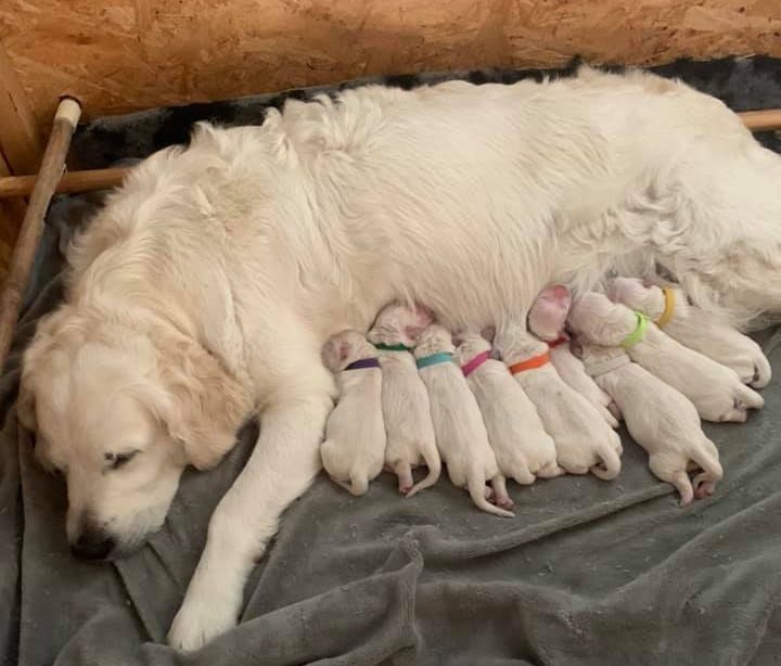 Hem - Chillas Golden - Uppfödning av Golden Retriever