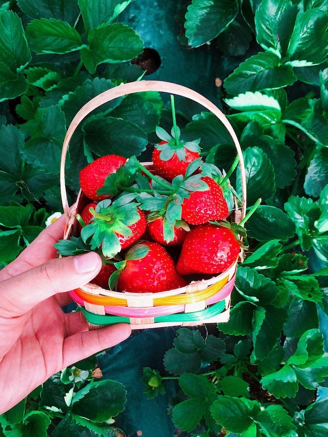 Fresh Strawberries