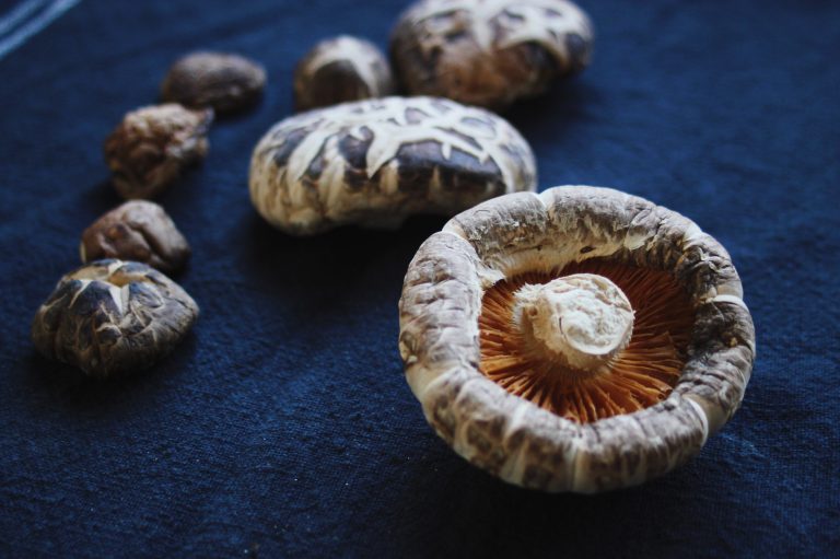 Shiitakesvampar – vad är skillnaden?