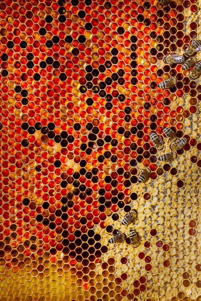Joachim Petterson är självförsörjande på honung.