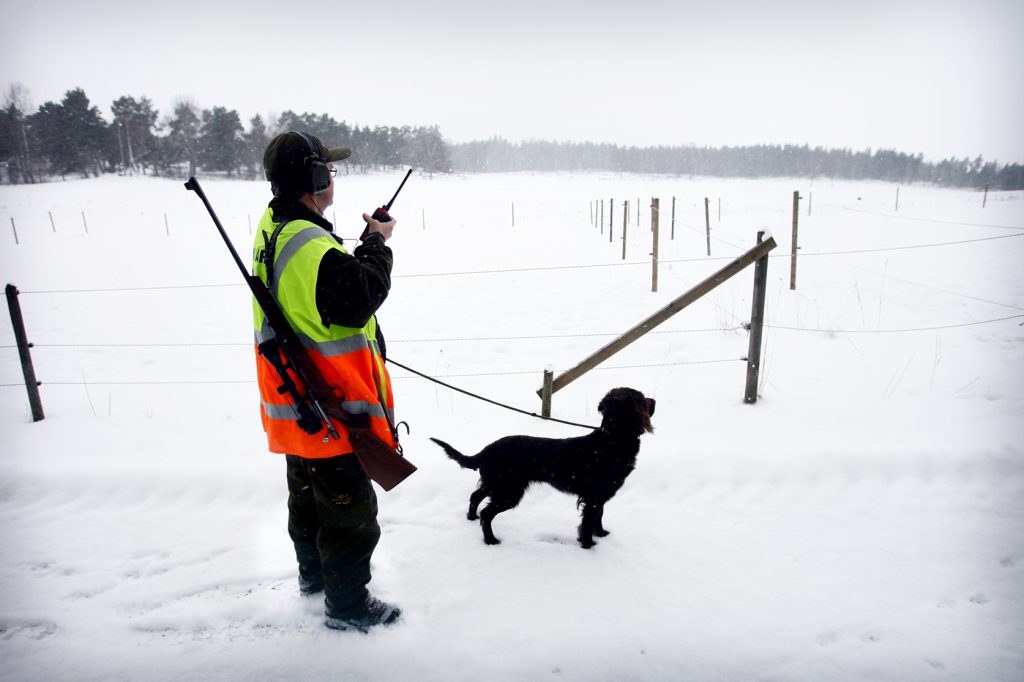 namn? *** Local Caption *** Lidingö viltvårdarna på dovhjorts jakt.