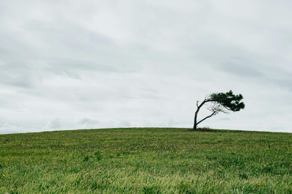 Schiefer einsamer Baum auf einer Wiese