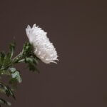 Weiße Chrysantheme vor dunklem Hintergrund