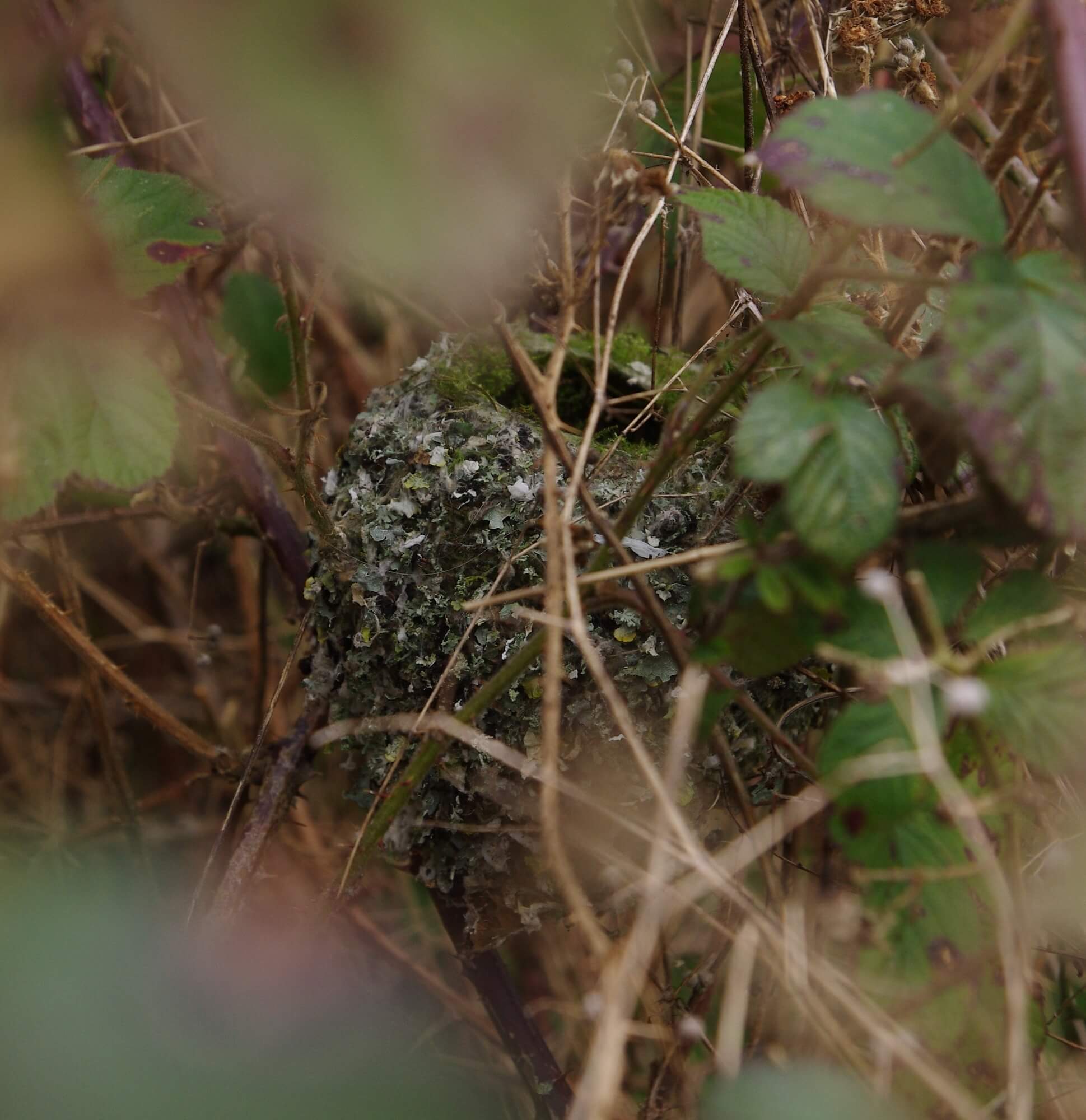 Long-tailed tit nest