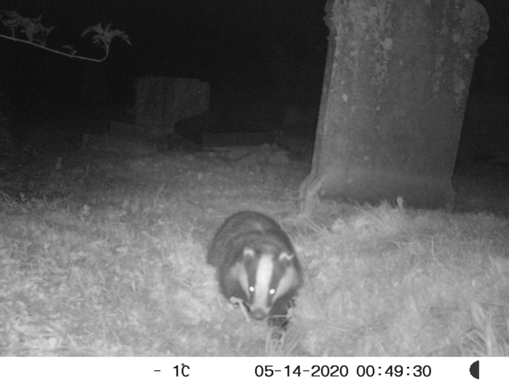 Badger