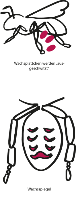 Christina Mayr