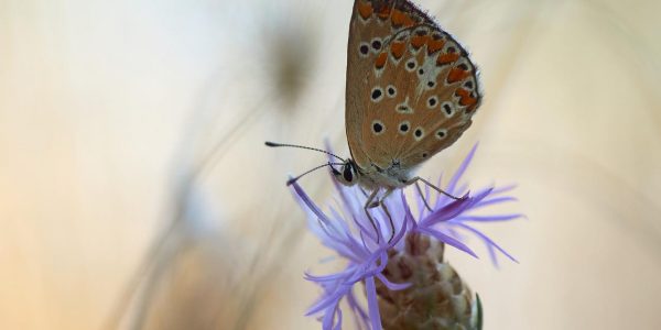 common-blue-6247877_1920