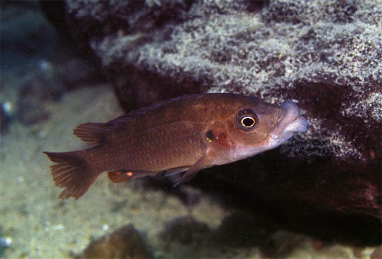 Abactochromis labrosus Foto: Ad Konings