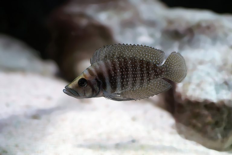 Altolamprologus calvus Foto: Stefan Sjöberg